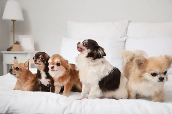 Cães Chihuahua Bonitos Cama Casa — Fotografia de Stock