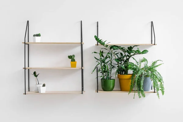 Étagères Avec Plantes Intérieur Suspendues Mur — Photo