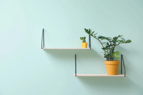 Estantes Con Plantas Interior Colgando Pared — Foto de Stock