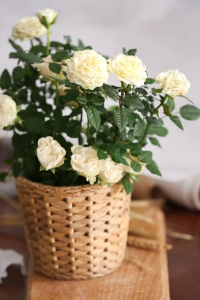 Beautiful White Roses Pot Table Room — Stock Photo, Image