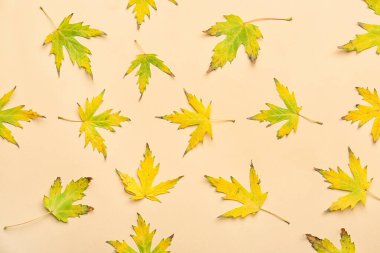 Akçaağaç yaprakları renk arkaplanında