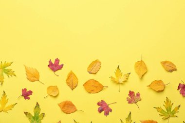 Renkli arkaplanda güzel sonbahar yaprakları