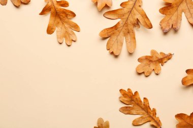 Renkli arkaplanda kuru meşe yaprakları