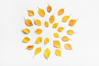 Beyaz arkaplanda güzel sonbahar yaprakları