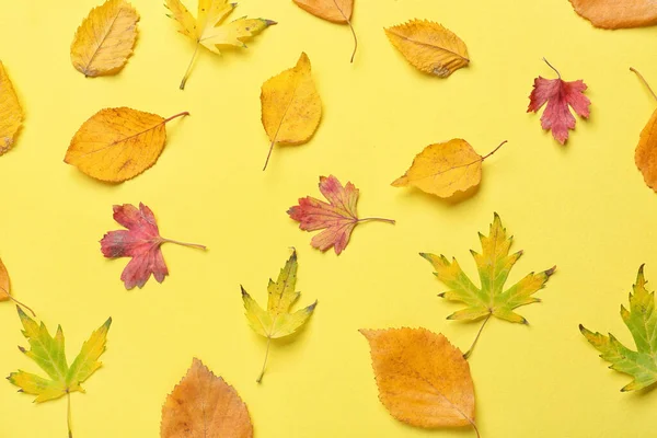 Lindas Folhas Outono Fundo Cor — Fotografia de Stock