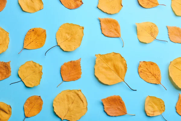 Lindas Folhas Outono Fundo Cor — Fotografia de Stock