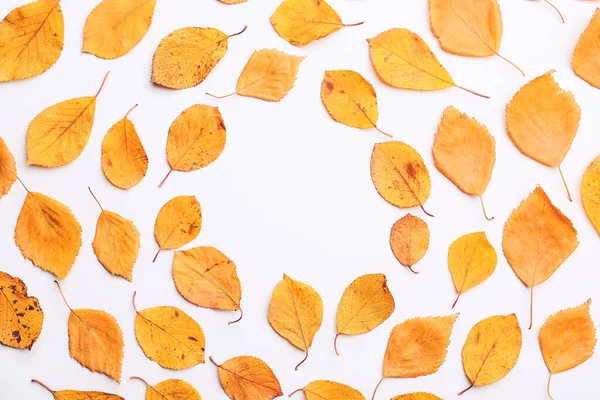 Hermosas Hojas Otoño Sobre Fondo Blanco — Foto de Stock