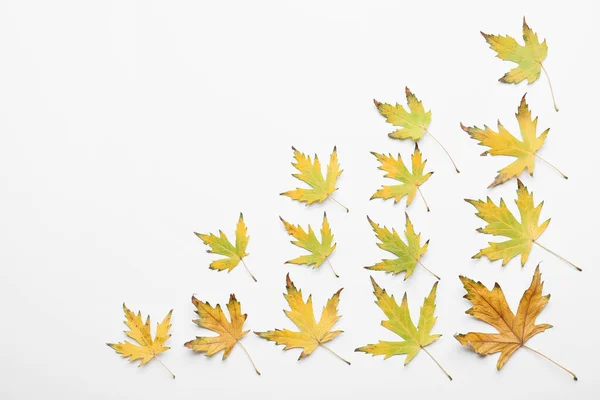Maple Leaves White Background — Stock Photo, Image