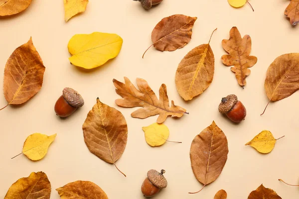 Piękna Jesienna Kompozycja Tle Koloru — Zdjęcie stockowe