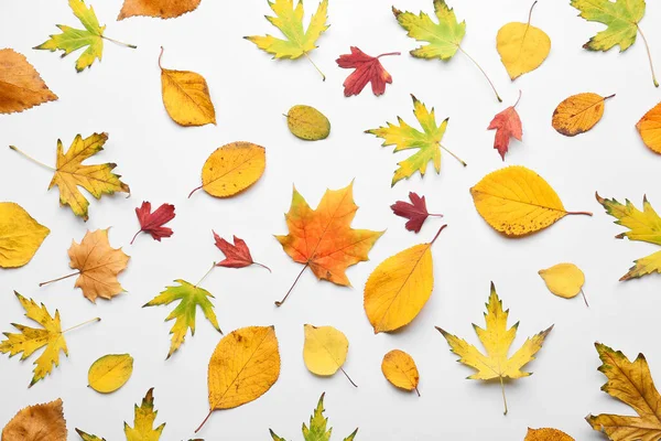 Hermosas Hojas Otoño Sobre Fondo Blanco — Foto de Stock