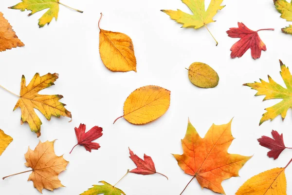 Beautiful Autumn Leaves White Background — Stock Photo, Image