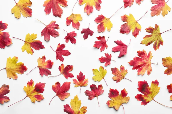 Beautiful Autumn Leaves White Background — Stock Photo, Image