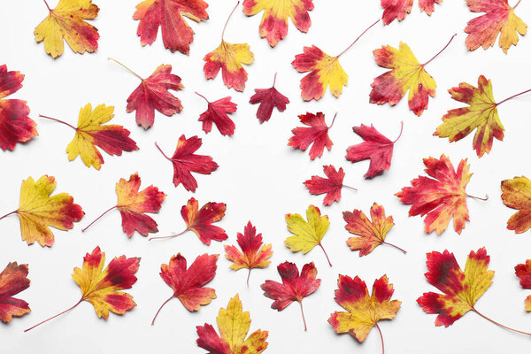 Beautiful autumn leaves on white background