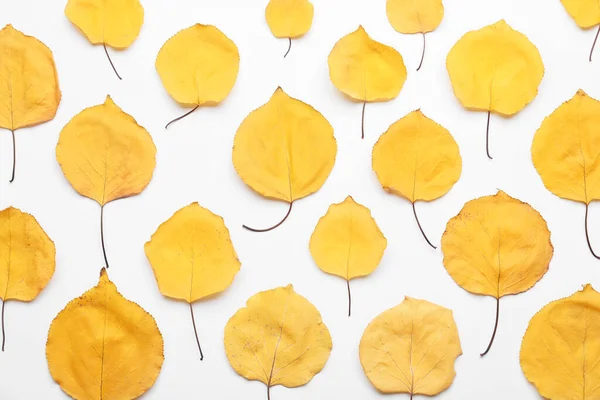 Lindas Folhas Outono Fundo Branco — Fotografia de Stock