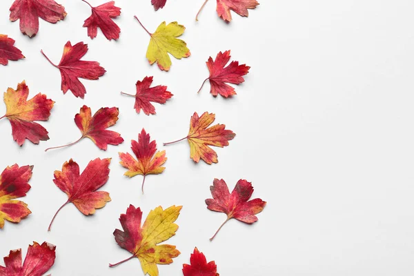 Beautiful Autumn Leaves White Background — Stock Photo, Image