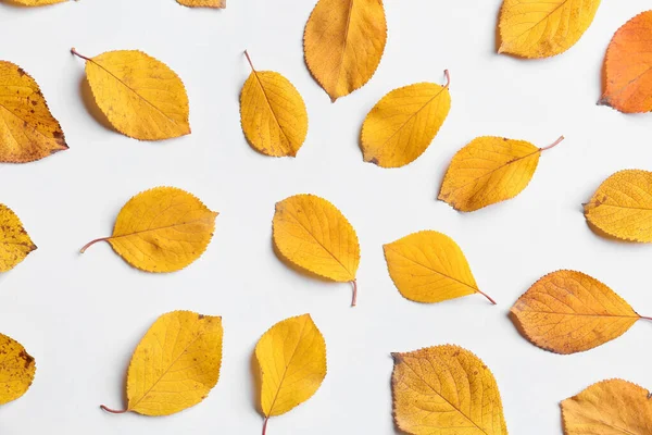 Lindas Folhas Outono Fundo Branco — Fotografia de Stock