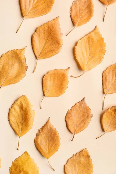 Hermosas Hojas Otoño Sobre Fondo Color — Foto de Stock