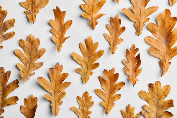 Dry Oak Leaves White Background — Stock Photo, Image