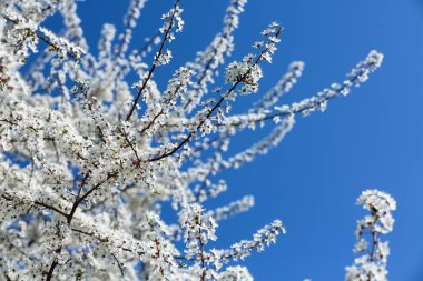 Bahar günü, açık havada çiçek açan güzel ağaç.