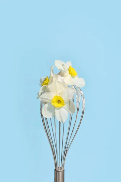 Creative Composition Whisk Narcissus Flowers Color Background Closeup — Stock Photo, Image