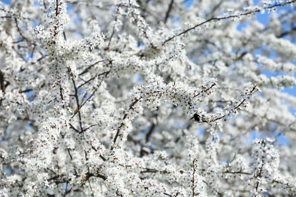 Beautiful Blossoming Tree Outdoors Spring Day Stock Picture