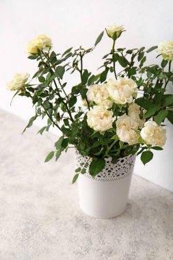 Açık arkaplanda saksıda güzel beyaz güller