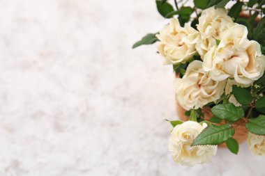 Açık arkaplanda saksıda güzel beyaz güller