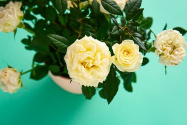 Renkli arka planda saksıda güzel beyaz güller, yakın plan