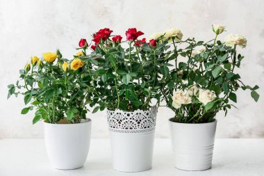 Hafif arka planda saksılarda güzel güller