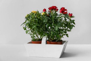 Hafif arka planda saksılarda güzel güller