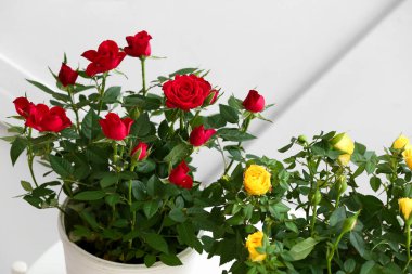 Masadaki saksılarda güzel güller, yakın plan.