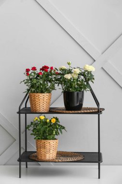 Işık duvarının yanındaki raflarda saksılarda güzel güller