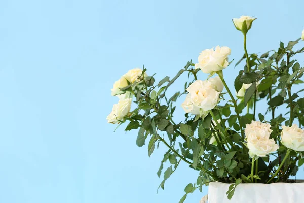 Beautiful White Roses Pot Color Background Closeup — Stock Photo, Image