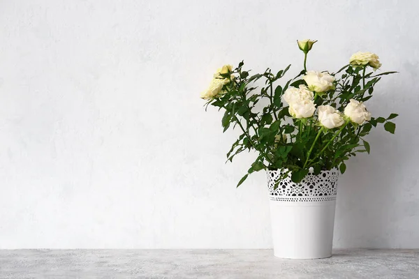 Hermosas Rosas Maceta Sobre Fondo Blanco — Foto de Stock