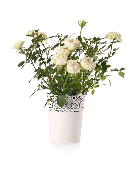 Hermosas Rosas Maceta Sobre Fondo Blanco —  Fotos de Stock