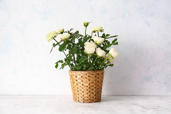 Hermosas Rosas Blancas Maceta Sobre Fondo Claro — Foto de Stock