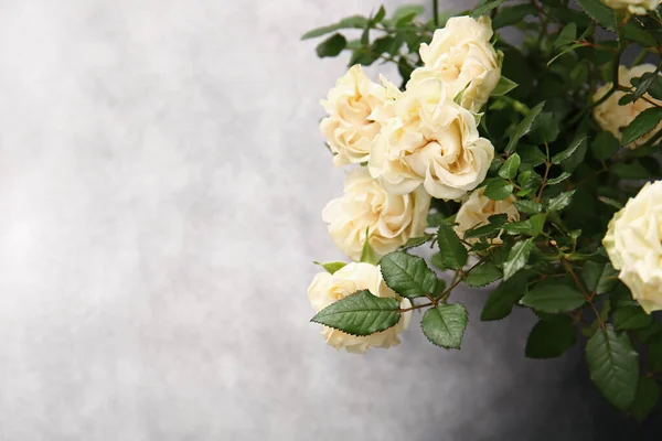 Krásné Bílé Růže Květináči Světlém Pozadí — Stock fotografie