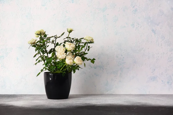 Beautiful White Roses Pot Light Background — Stock Photo, Image