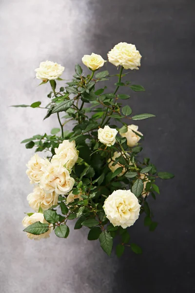 Beautiful White Roses Pot Color Background — Stock Photo, Image