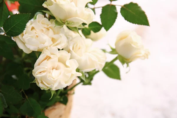 Krásné Bílé Růže Hrnci Světlém Pozadí Detailní Záběr — Stock fotografie