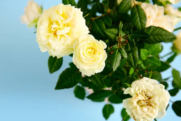 Krásné Bílé Růže Barevném Pozadí Detailní Záběr — Stock fotografie