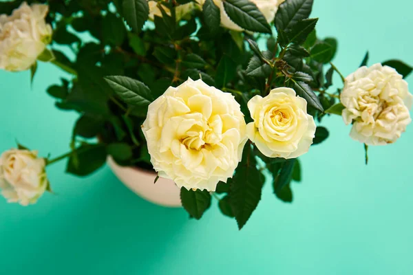 Renkli arka planda saksıda güzel beyaz güller, yakın plan