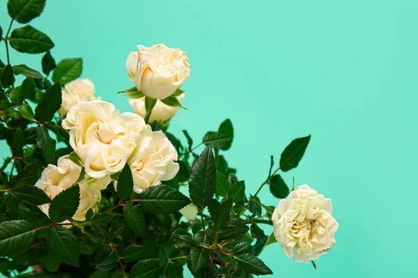 Krásné Bílé Růže Barevném Pozadí Detailní Záběr — Stock fotografie