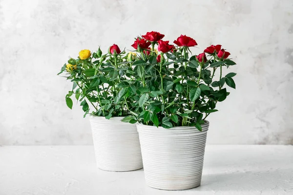 Hermosas Rosas Macetas Sobre Fondo Claro — Foto de Stock