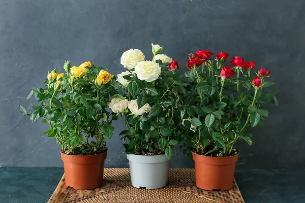 Beautiful Roses Pots Dark Background — Stock Photo, Image