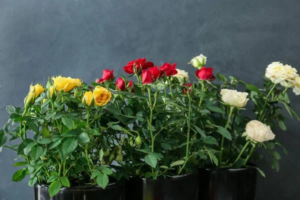 Piękne Róże Doniczkach Ciemnym Tle — Zdjęcie stockowe