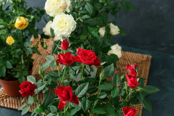 Schöne Rosen Töpfen Auf Dunklem Hintergrund Nahaufnahme — Stockfoto