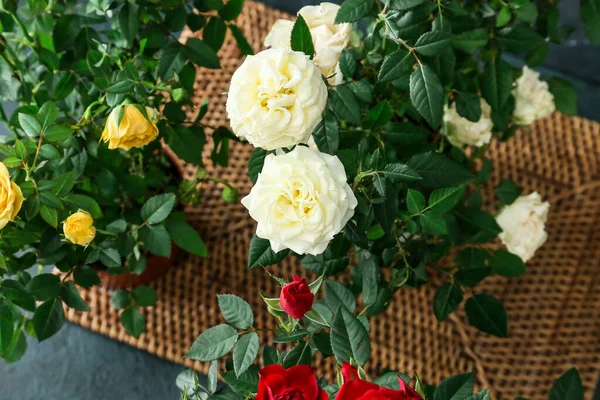 Beautiful Roses Pots Dark Background Closeup — Stock Photo, Image