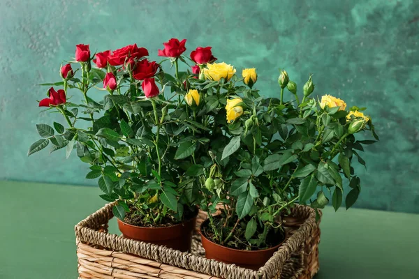 Beautiful Roses Basket Color Background — Stock Photo, Image