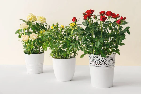 Beautiful Roses Pots White Background — Stock Photo, Image